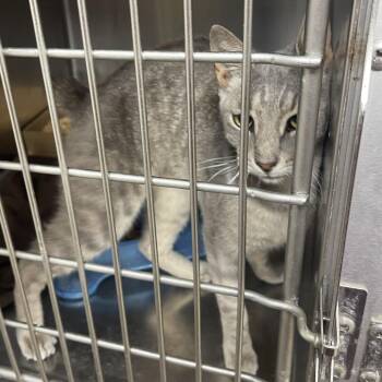 Bennett 6 Harry Styles -  Domestic Short Hair Cat for Adoption in Donalsonville, Georgia - Bennett 6 Harry Styles | PetCurious