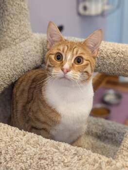 Labubu(cat cafe) -  Domestic Short Hair Cat for Adoption in West Lafayette, Indiana - Labubu(cat Cafe) | PetCurious