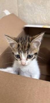 Pinto -  Domestic Short Hair Cat for Adoption in Honolulu, Hawaii - Pinto | PetCurious