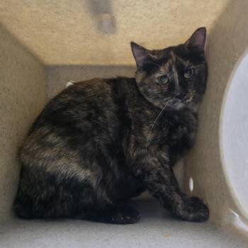 Domestic Short Hair Cats Available for Adoption in Cheyenne, Wyoming - Ella | PetCurious