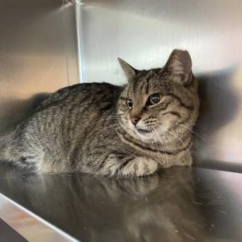 Domestic Short Hair Cats Available for Adoption in Richmond, Virginia - Beatrice | PetCurious