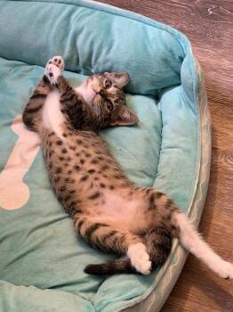 Tabbytha -  Domestic Short Hair Cat for Adoption in Hudson, New Hampshire - Tabbytha | PetCurious