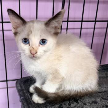 Love Is Like A Butterfly -  Snowshoe and Domestic Short Hair Cat for Adoption in Boerne, Texas - Love Is Like A Butterfly | PetCurious
