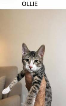 Ollie -  Domestic Short Hair Cat for Adoption in Fort Worth, Texas - Ollie | PetCurious