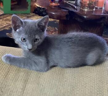 Wyatt -  Domestic Short Hair Cat for Adoption in San Antonio, Texas - Wyatt | PetCurious