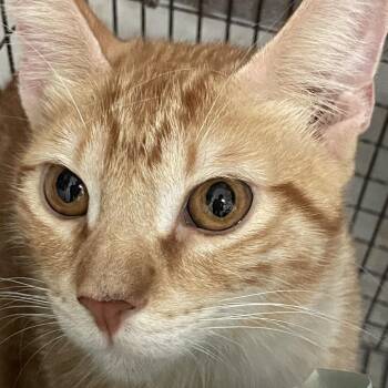 binx -  Domestic Short Hair Cat for Adoption in Edinburg, Texas - Binx | PetCurious