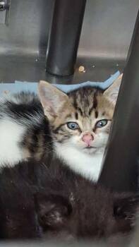 Domestic Short Hair Cats Available for Adoption in Burnsville, North Carolina - Banana Pudding | PetCurious