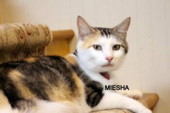 Rescue Domestic Short Hair Cats for Adoption in Danville, Kentucky - MEISHA | PetCurious