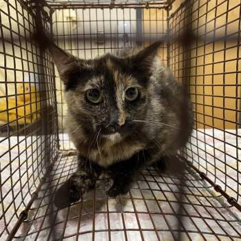 A611627 -  Domestic Short Hair Cat for Adoption in Modesto, California - A611627 | PetCurious
