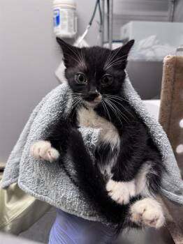 SIRI -  Domestic Short Hair Cat for Adoption in Kent, Washington - SIRI | PetCurious