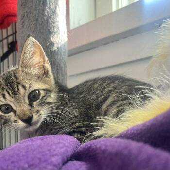 Pickle -  Tabby Cat for Adoption in Paulina, Louisiana - Pickle | PetCurious