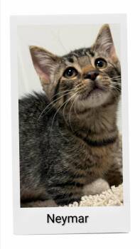 Neymar -  Domestic Short Hair Cat for Adoption in Caistor Centre, Ontario - Neymar | PetCurious