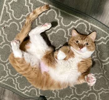 Tabby Cats Available for Adoption - DC | PetCurious