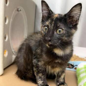 Fiona 26-09-138 -  Domestic Medium Hair Cat for Adoption in Bastrop, Texas - Fiona 26-09-138 | PetCurious