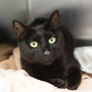 Domestic Short Hair Cats Available for Adoption in Atlanta, Georgia - Wiggin | PetCurious