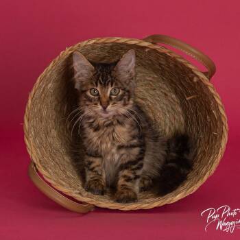 Joey -  Domestic Medium Hair Cat for Adoption in Tulsa, Oklahoma - Joey | PetCurious