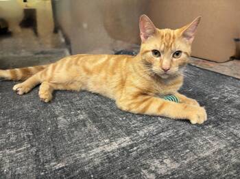 GARFIELD -  Domestic Short Hair Cat Available for Adoption in Shakespeare, Ontario - GARFIELD | PetCurious