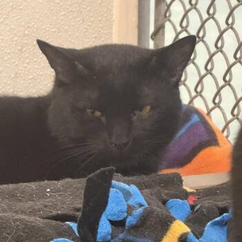 Billy -  Domestic Short Hair Cat for Adoption in New York, New York - Billy | PetCurious