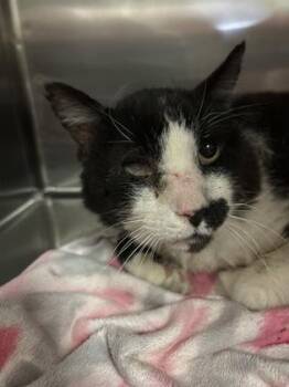 -Theodore -  Domestic Short Hair Cat for Adoption in Red Bluff, California - -Theodore | PetCurious