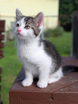 Madison -  Domestic Short Hair Cat for Adoption in Lorain, Ohio - Madison | PetCurious