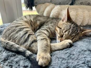 Traffic Cone -  American Shorthair Cat for Adoption in Greenville, South Carolina - Traffic Cone | PetCurious