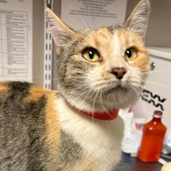Ellie -  Domestic Short Hair Cat for Adoption in Yuma, Arizona - Ellie | PetCurious