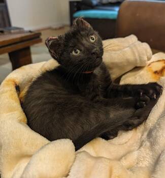 George Foreman - Lean & Sweet -  Domestic Short Hair Cat for Adoption in Laurel, Maryland - George Foreman - Lean & Sweet | PetCurious