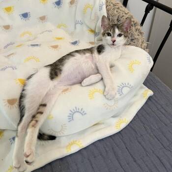 Karma -  Domestic Short Hair Cat for Adoption in Jupiter, Florida - Karma | PetCurious