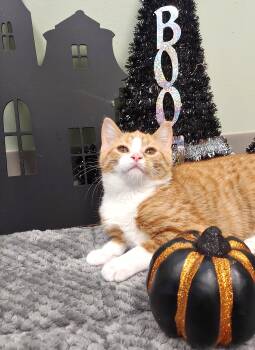 Rescue Domestic Short Hair Cats for Adoption in Belmont, New York - Bill | PetCurious