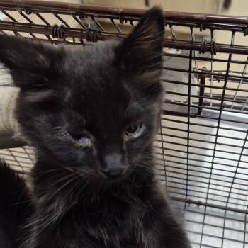 Prince -  Domestic Short Hair Cat for Adoption in Lake Panasoffkee, Florida - Prince | PetCurious