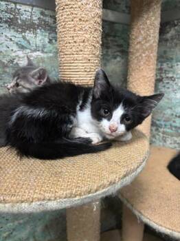 Jetta -  Domestic Short Hair Cat for Adoption in Paducah, Kentucky - Jetta | PetCurious