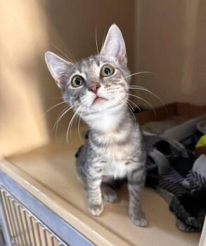 McMuffin -  Domestic Short Hair Cat for Adoption in Stillwater, Oklahoma - McMuffin | PetCurious