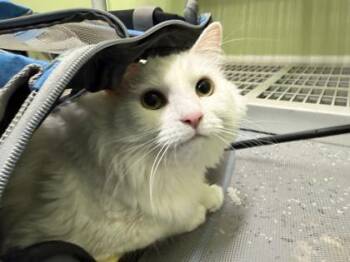 Coco -  Domestic Long Hair and Domestic Short Hair Cat for Adoption in Daytona Beach, Florida - Coco | PetCurious