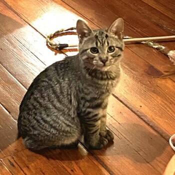 Rescue Domestic Short Hair Cats for Adoption in Atlanta, Georgia - Vandal | PetCurious