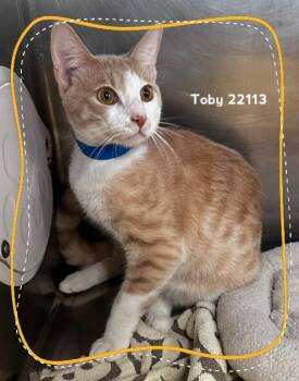TOBY -  Domestic Short Hair Cat for Adoption in Marietta, Georgia - TOBY | PetCurious