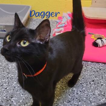 Rescue Domestic Short Hair Cats for Adoption in Parkersburg, West Virginia - Dagger | PetCurious