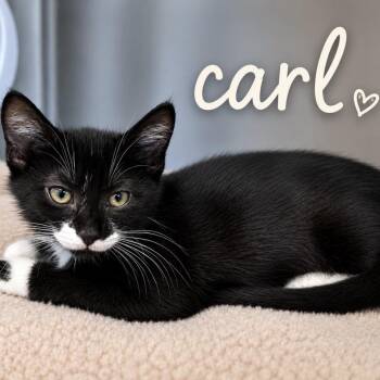 Domestic Medium Hair Cats Available for Adoption in Madisonville, Tennessee - Carl | PetCurious