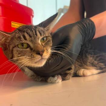 Callie -  Domestic Short Hair Cat for Adoption in Huntington, West Virginia - Callie | PetCurious