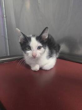 Bates -  Domestic Short Hair Cat Available for Adoption in Sevierville, Tennessee - Bates | PetCurious