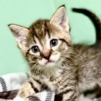 Kia -  American Shorthair Cat for Adoption in Newberg, Oregon - Kia | PetCurious