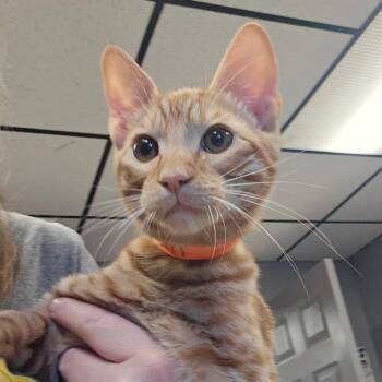 Sirlion -  Domestic Short Hair Cat for Adoption in Spokane, Washington - Sirlion | PetCurious