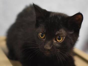 Goober -  Domestic Short Hair Cat for Adoption in Portland, Oregon - Goober | PetCurious