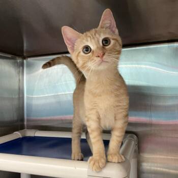 Mosaic -  Domestic Short Hair Cat for Adoption in Philadelphia, Pennsylvania - Mosaic | PetCurious