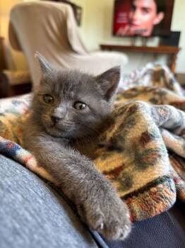 Bex -  Domestic Short Hair Cat for Adoption in Topeka, Kansas - Bex | PetCurious