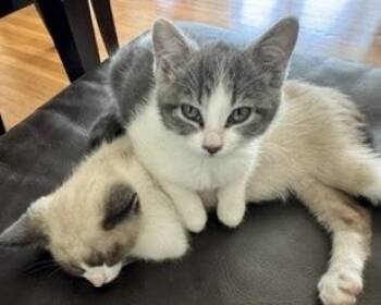 Magill (bonded with Rocky Raccoon) -  Domestic Short Hair Cat Available for Adoption in San Francisco, California - Magill (bonded With Rocky Raccoon) | PetCurious