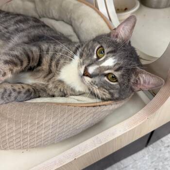 Domestic Short Hair Cats Available for Adoption in Merrifield, Virginia - Vito Ramishvili | PetCurious