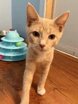 Rescue Domestic Short Hair Cats for Adoption in West Mifflin, Pennsylvania - Churu | PetCurious