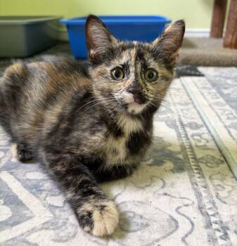 Jitterbug -  Tortoiseshell and Domestic Short Hair Cat for Adoption in Vaughan, Ontario - Jitterbug | PetCurious