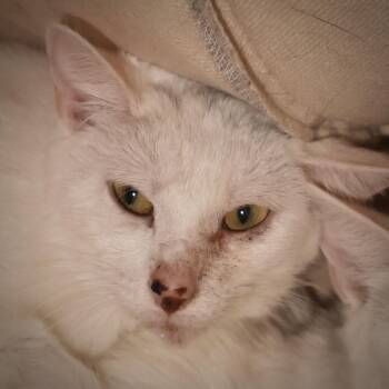 Rescue Domestic Short Hair Cats for Adoption in Briarcliff Manor, New York - Oz | PetCurious