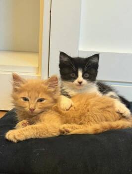 Mittens -  Extra Toes Cat Hemingway Polydactyl and Tuxedo Cat for Adoption in Campbell, California - Mittens | PetCurious